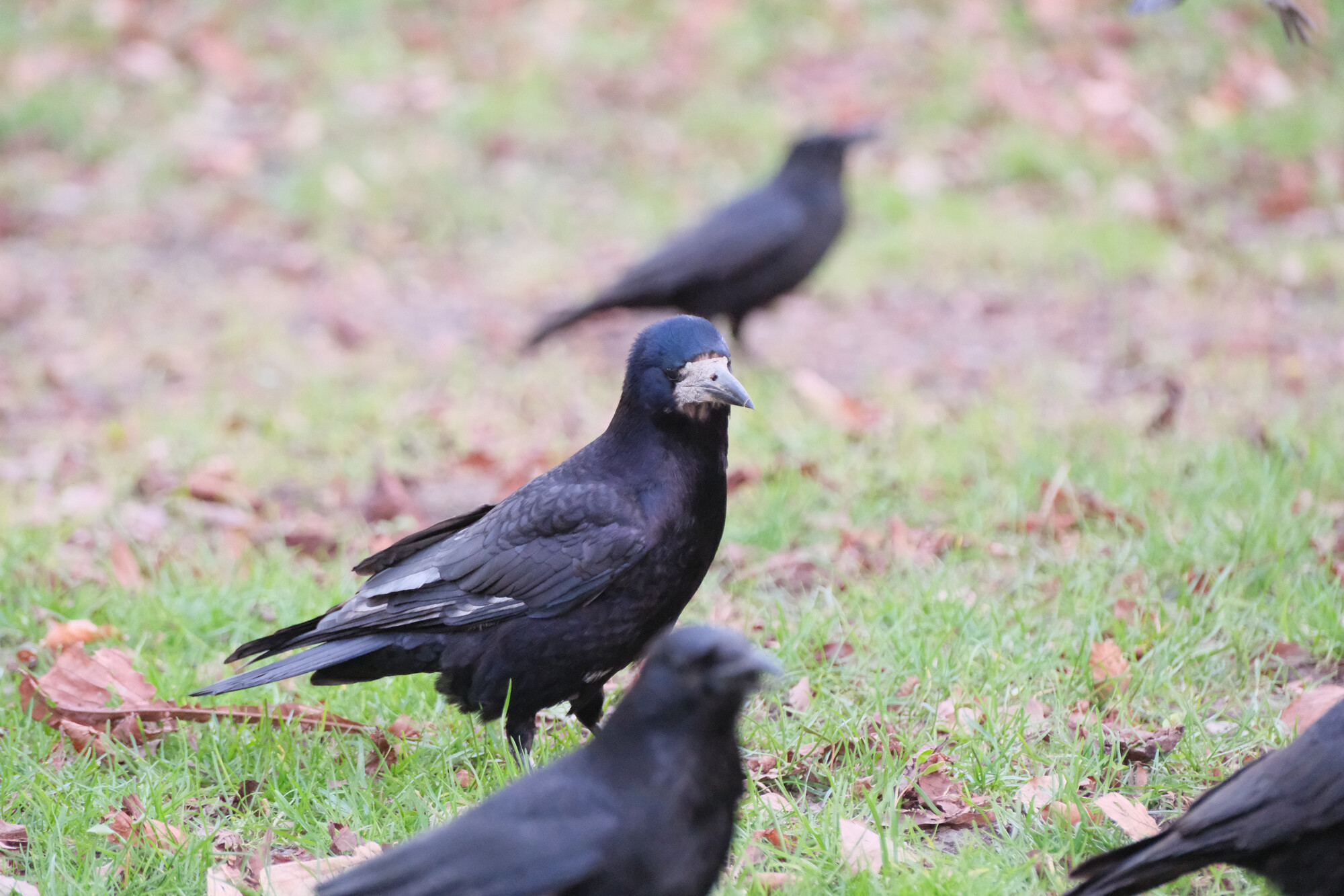 the same rook trying to blend in with the crows