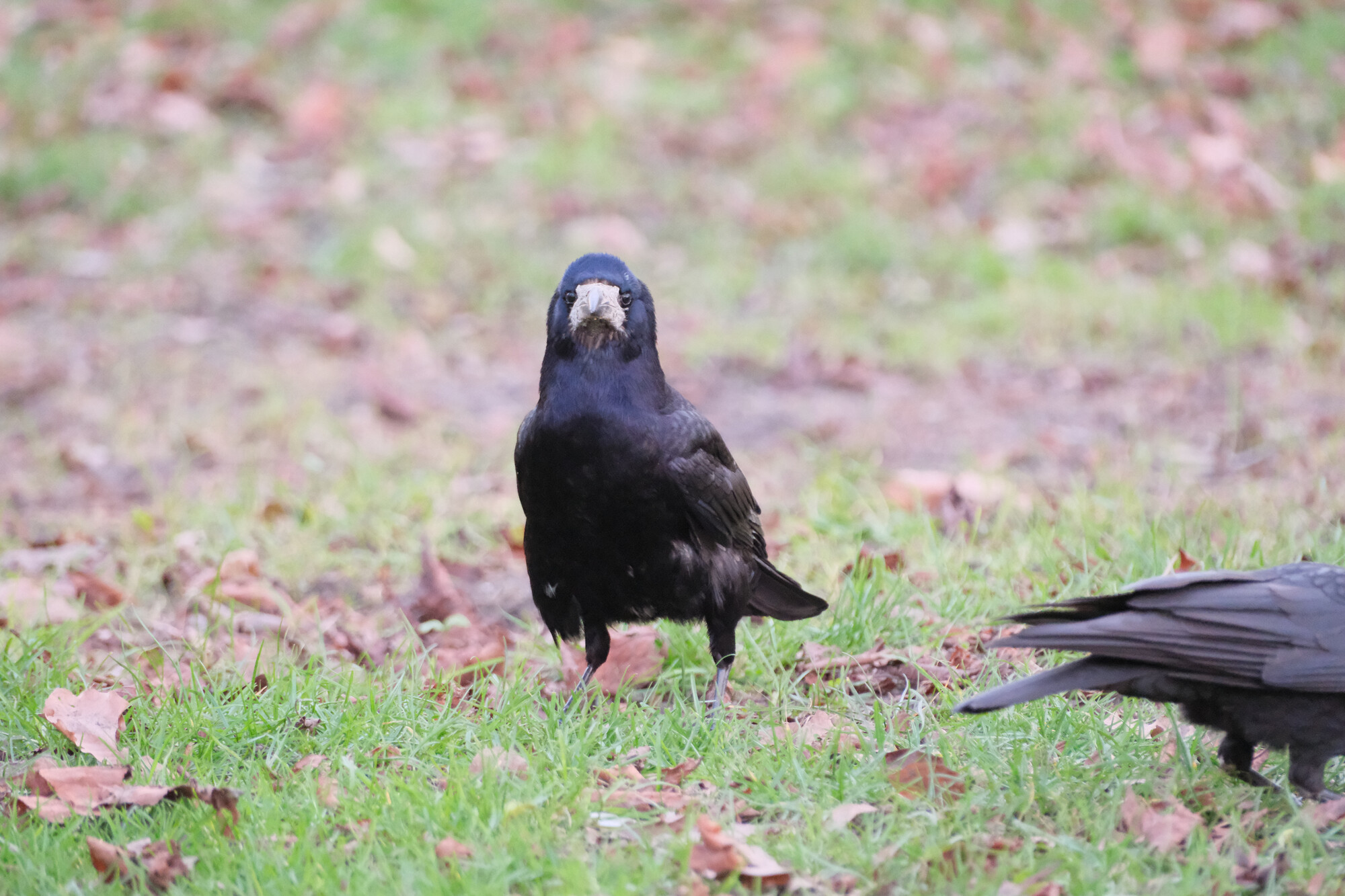a rook sitting on some grass and leaves, looking directly at the camera