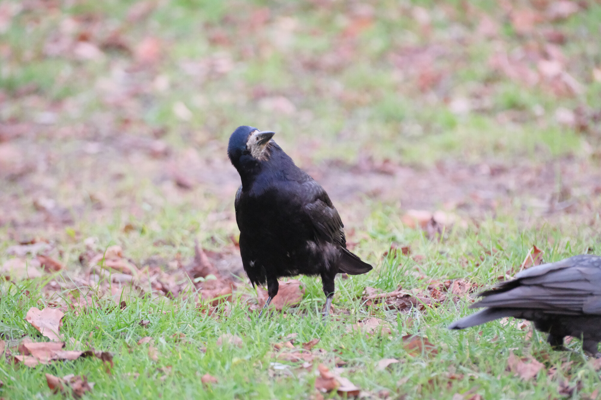 the same rook, twisting its head to look up at the sky